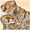 Cheetah Partner